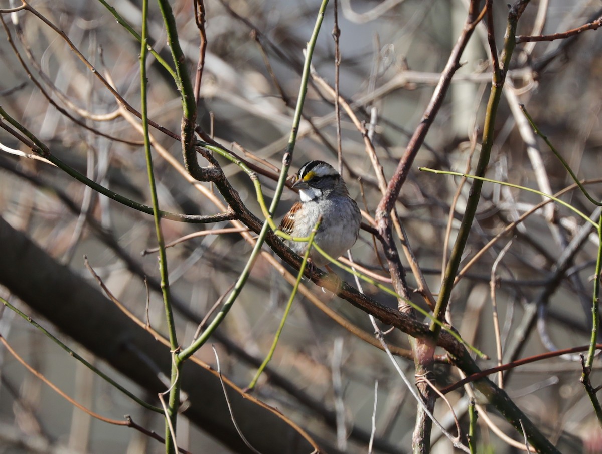 White-throated Sparrow - ML616104963