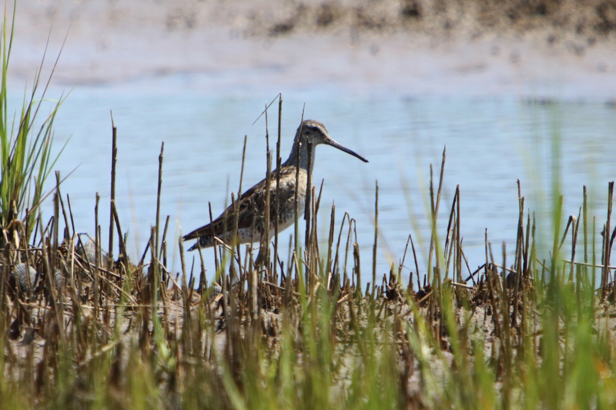 Short-billed Dowitcher - Yiming Qiu