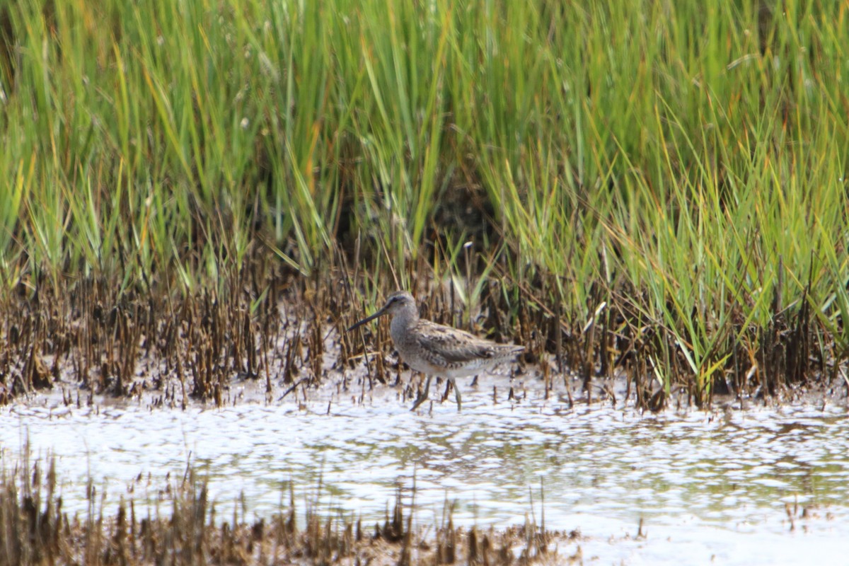 Short-billed Dowitcher - Yiming Qiu