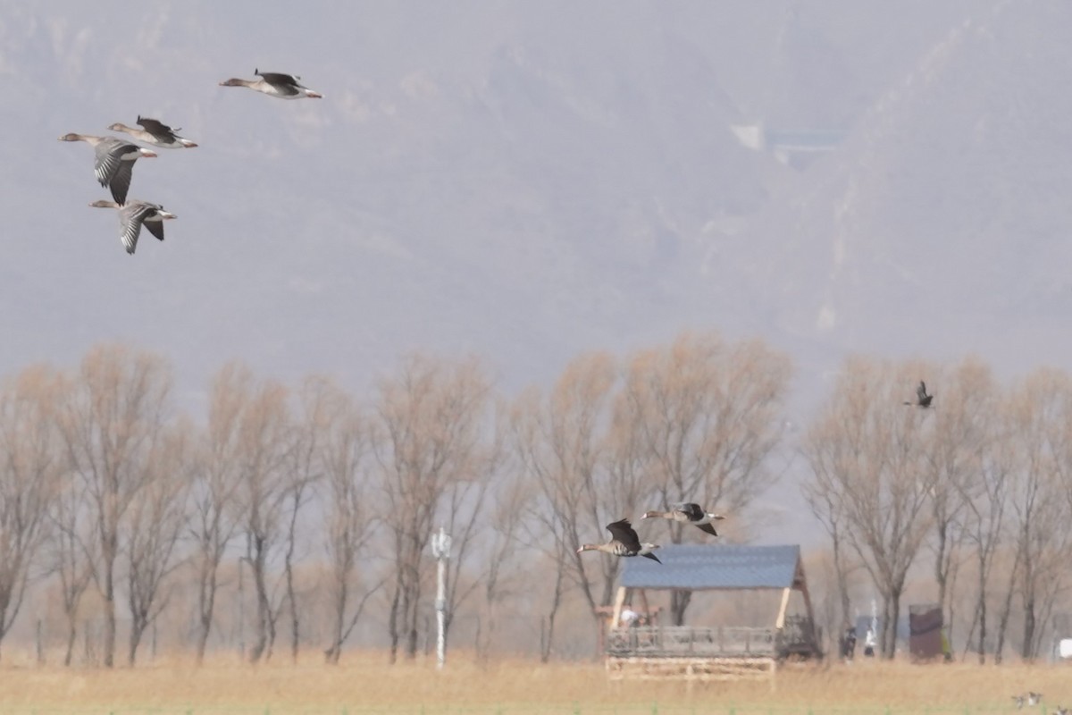 Greater White-fronted Goose - ML616104975