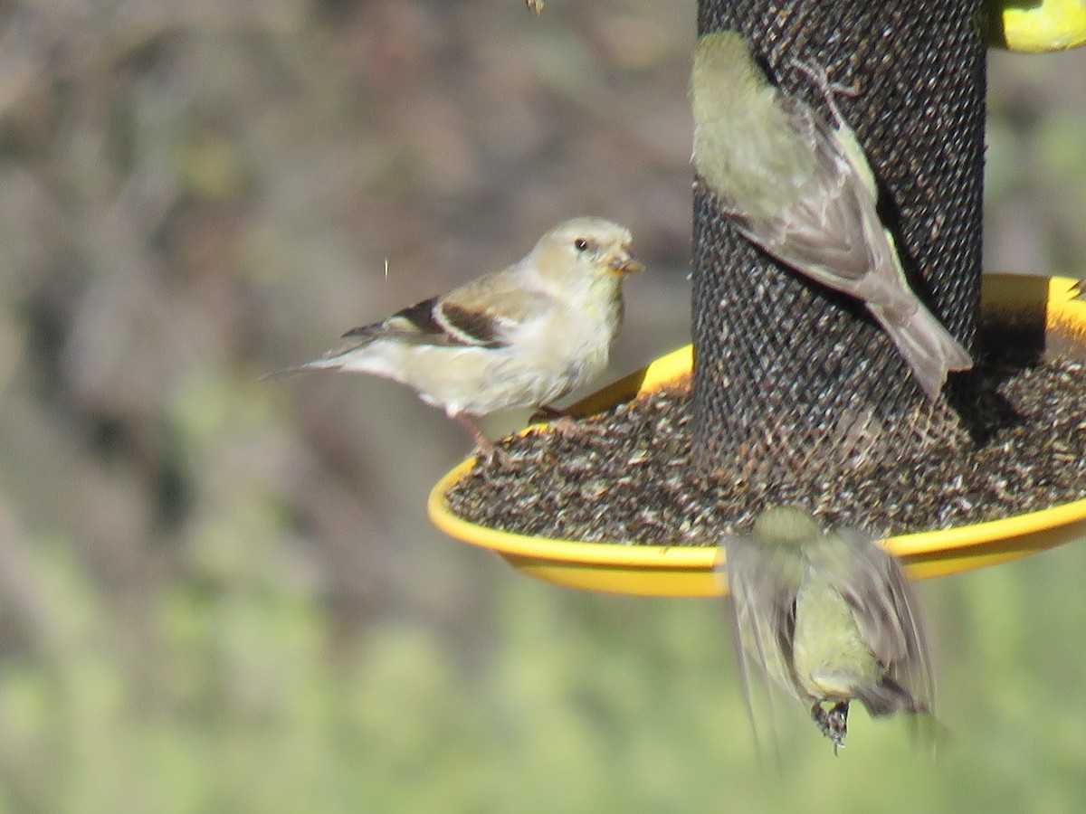 American Goldfinch - ML616104983