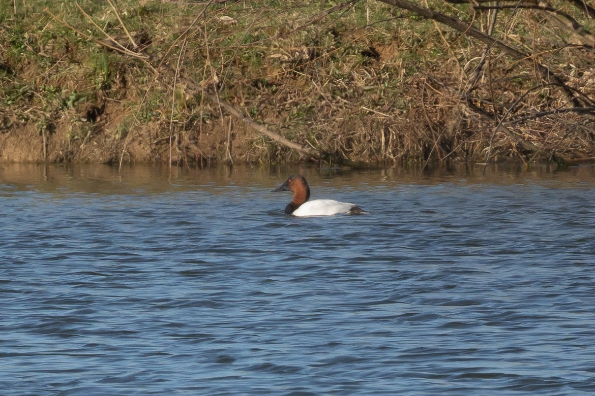 Canvasback - ML616104985