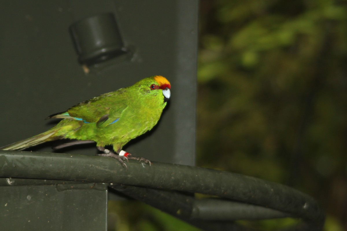 Perico Maorí Cabecigualdo - ML616104991