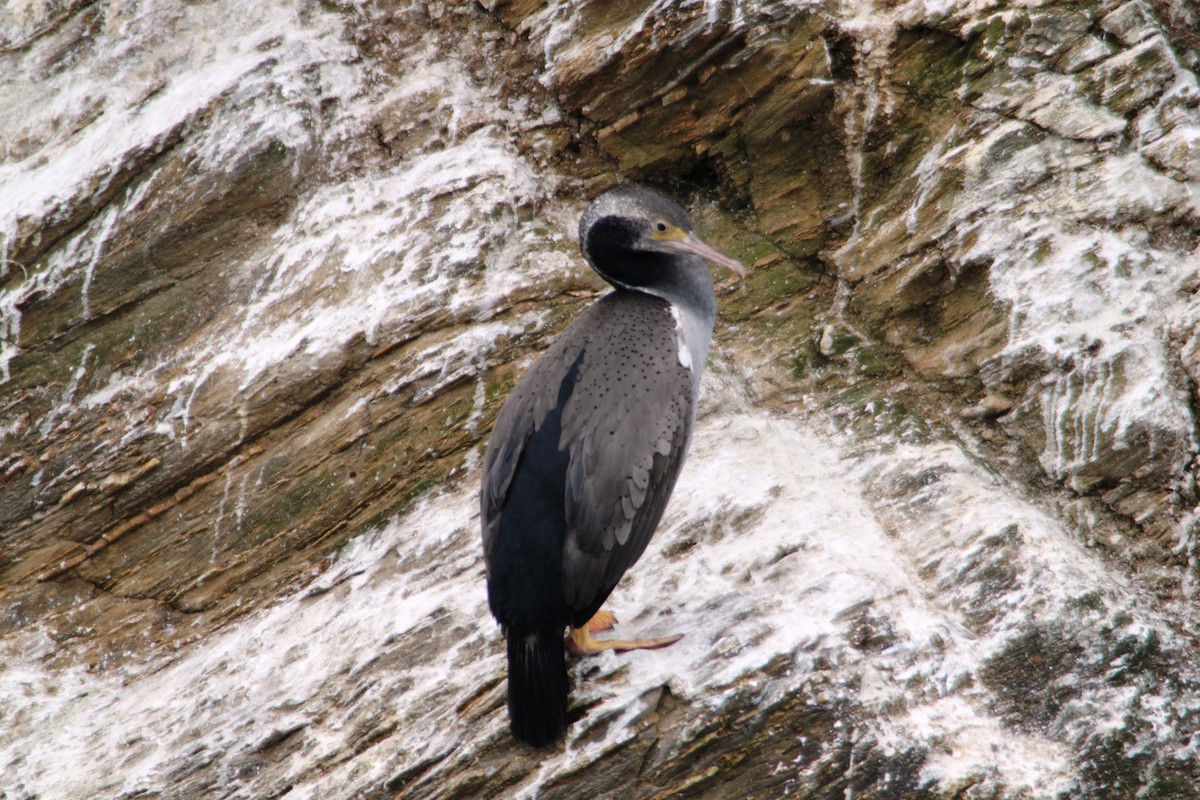 Spotted Shag - ML616105007