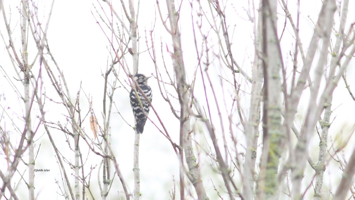 Lesser Spotted Woodpecker - ML616105010