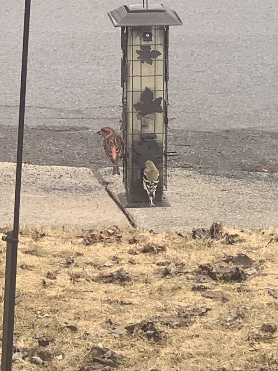 Purple Finch - ML616105050