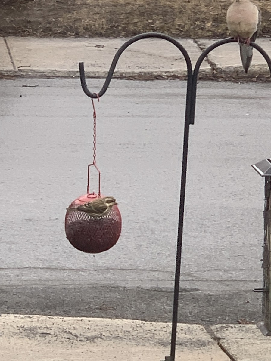 Purple Finch - ML616105051