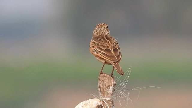 Singing Bushlark - ML616105180