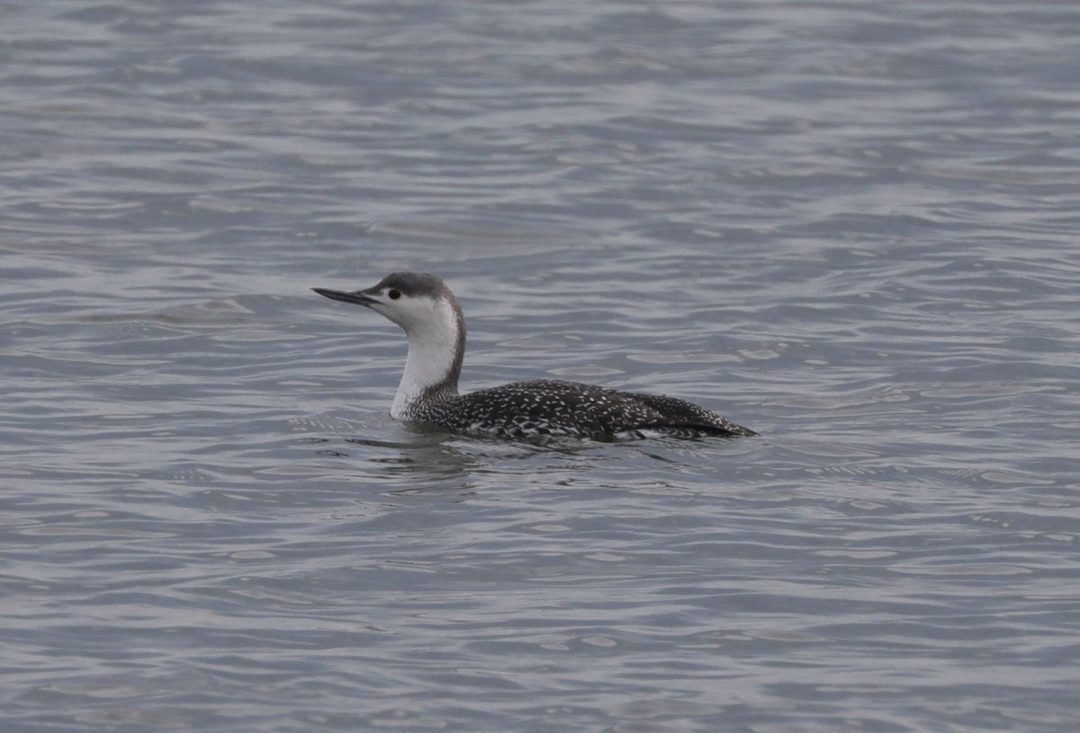 Red-throated Loon - ML616105197