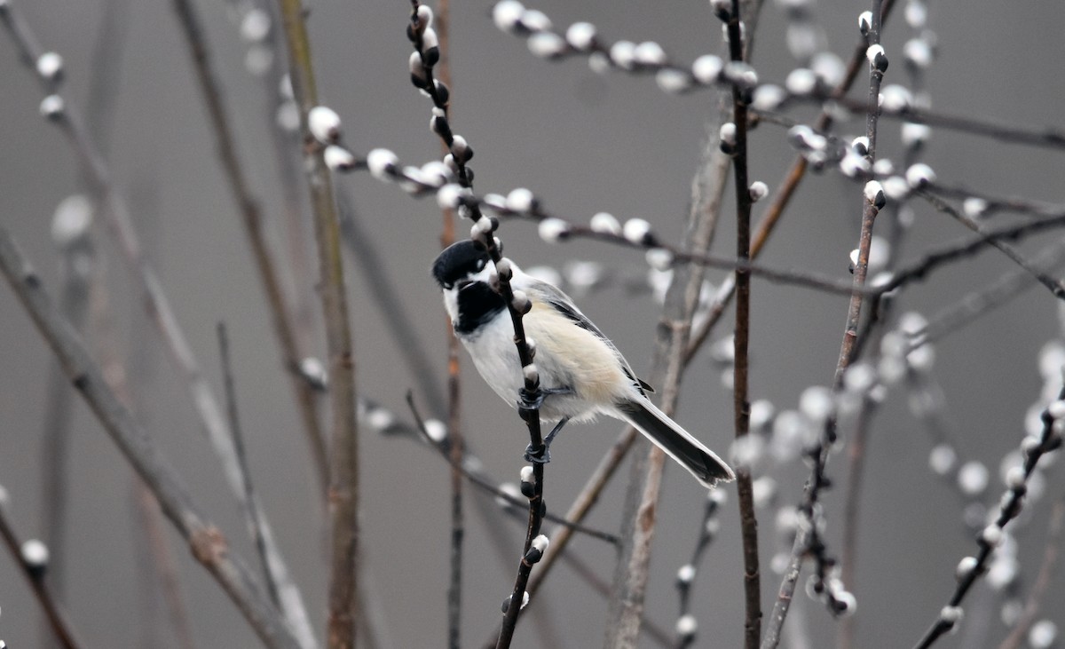 Black-capped Chickadee - ML616105210