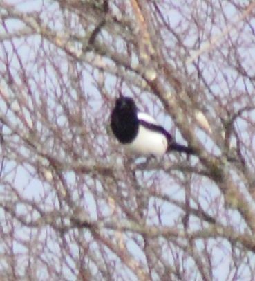 Eurasian Magpie - ML616105213