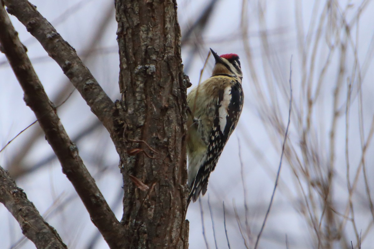 Yellow-bellied Sapsucker - ML616105255