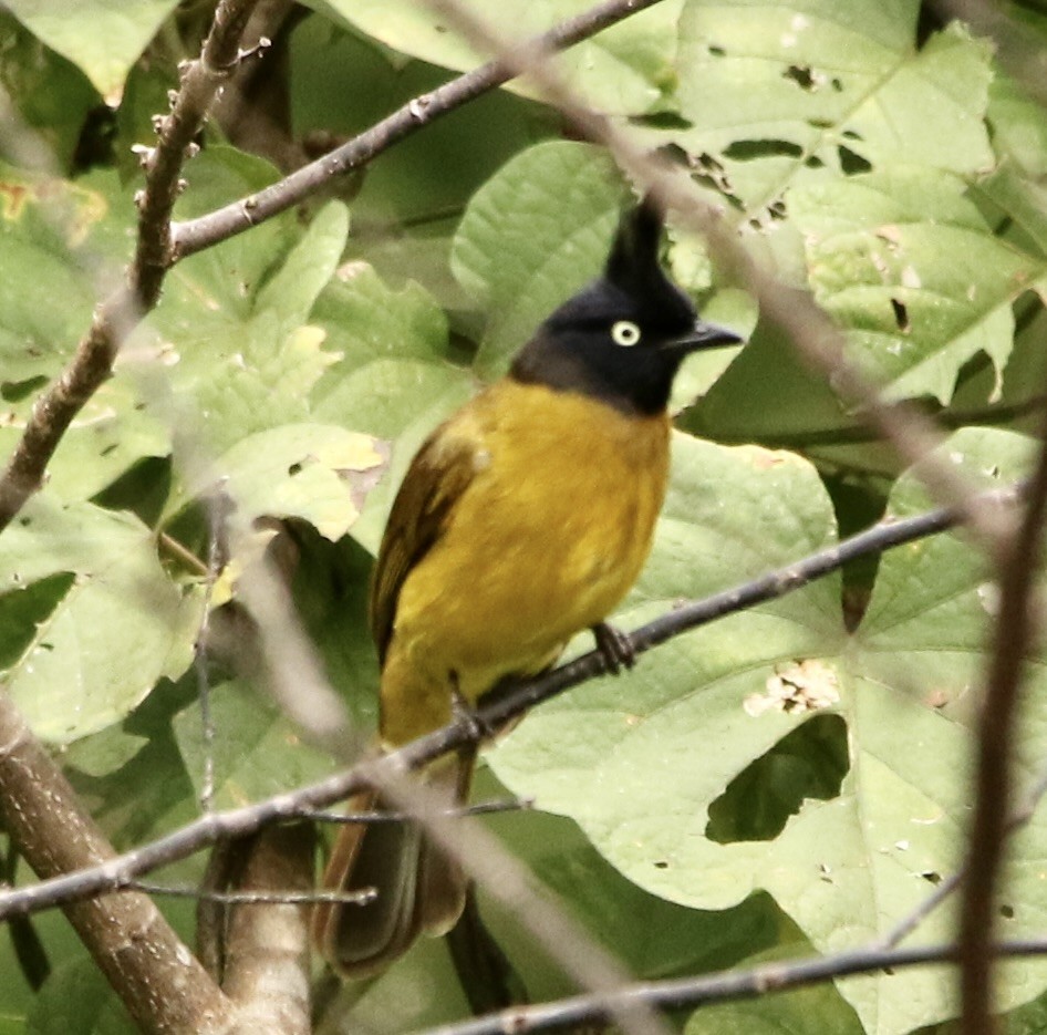 Bulbul à huppe noire - ML616105317