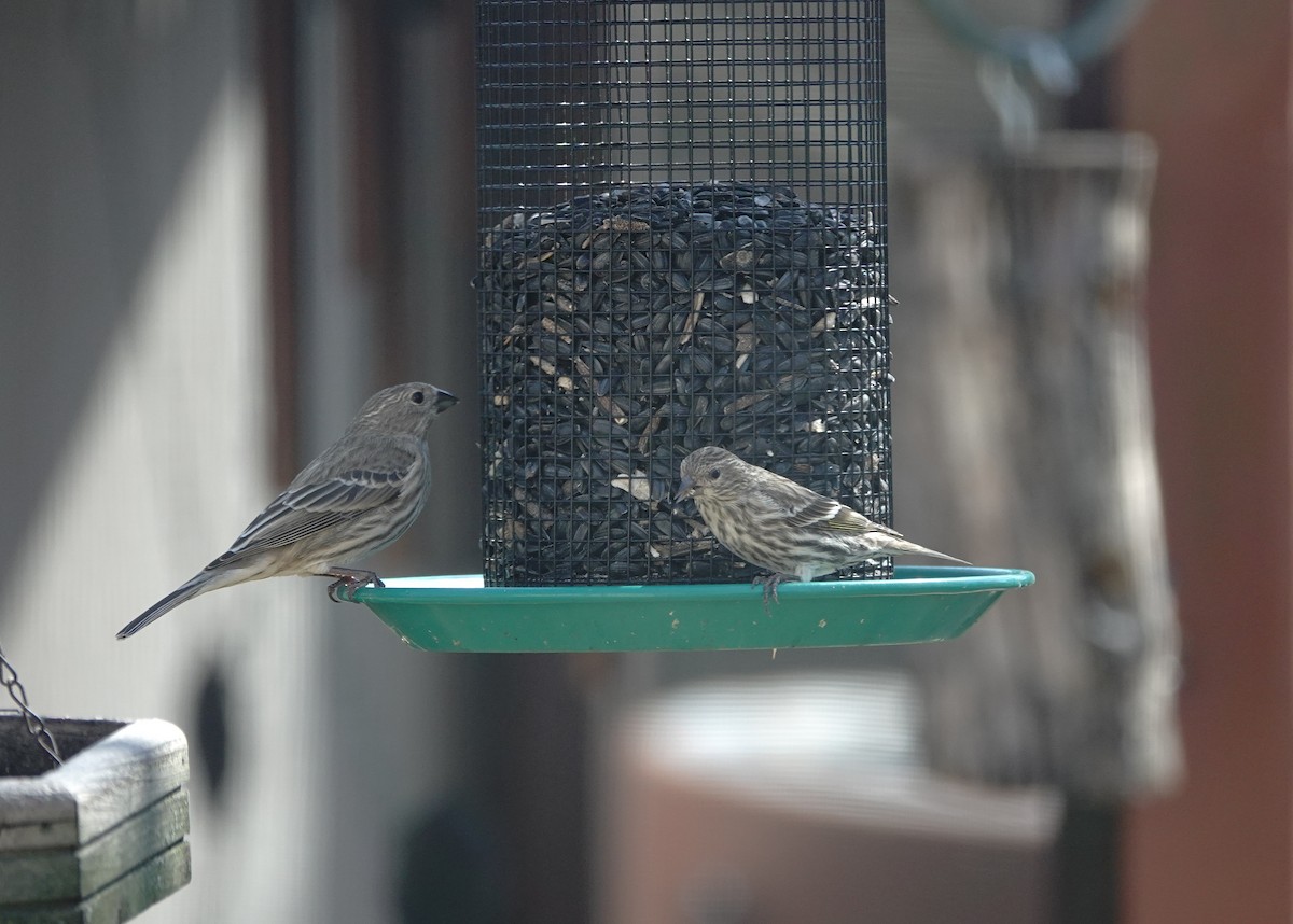 Pine Siskin - ML616105358