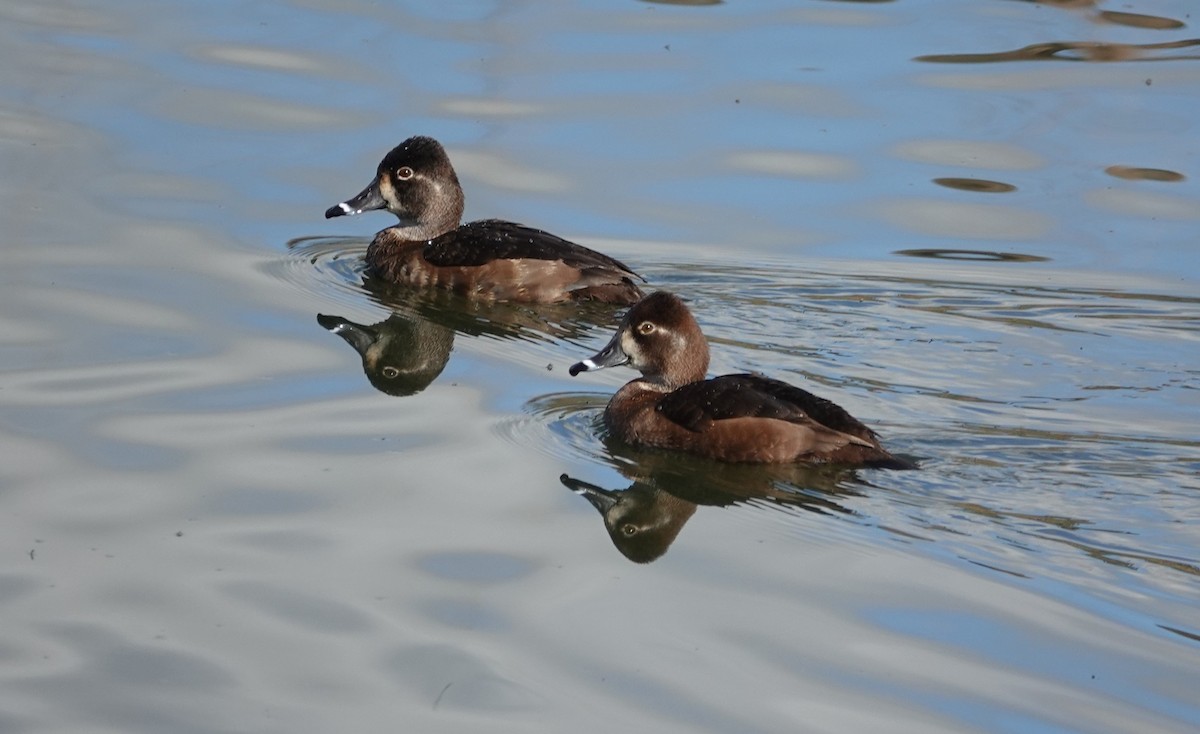 Ring-necked Duck - ML616105365