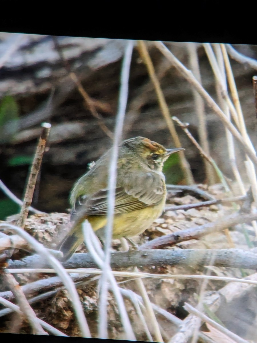 Palm Warbler (Yellow) - ML616105417