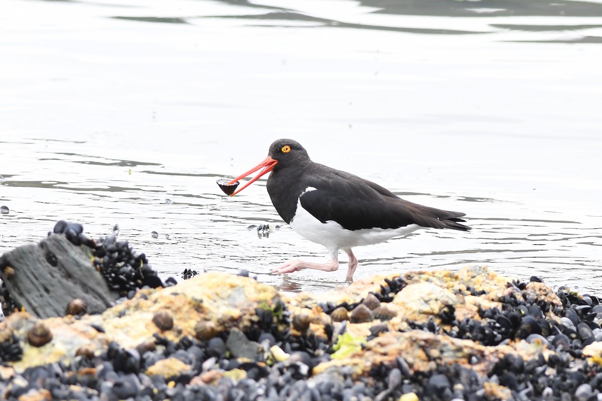 Magellanic Oystercatcher - ML616105467