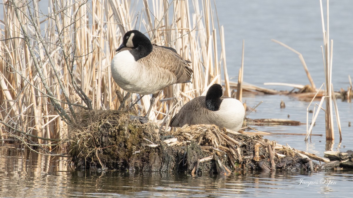 Canada Goose - ML616105483