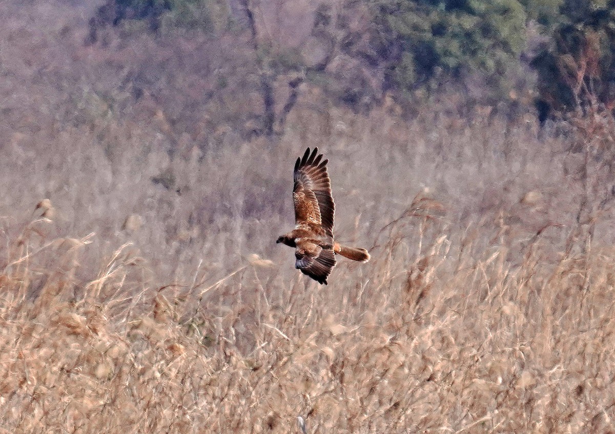 Eastern Marsh Harrier - ML616105492