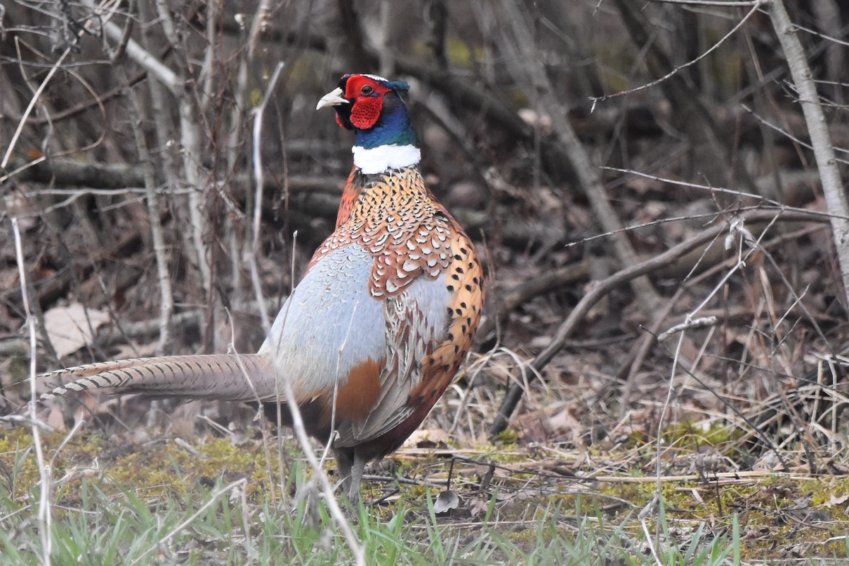 Ring-necked Pheasant - Shirley Chambers