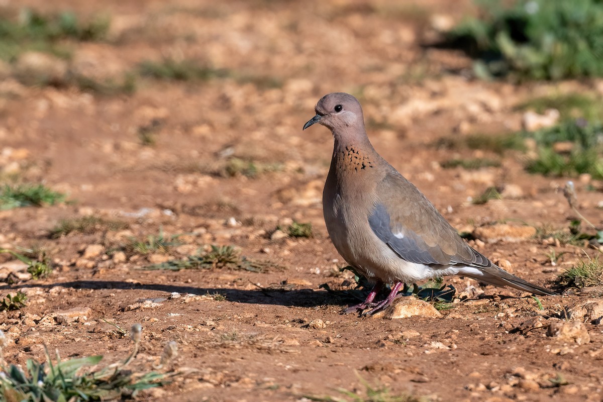 Laughing Dove - ML616105556