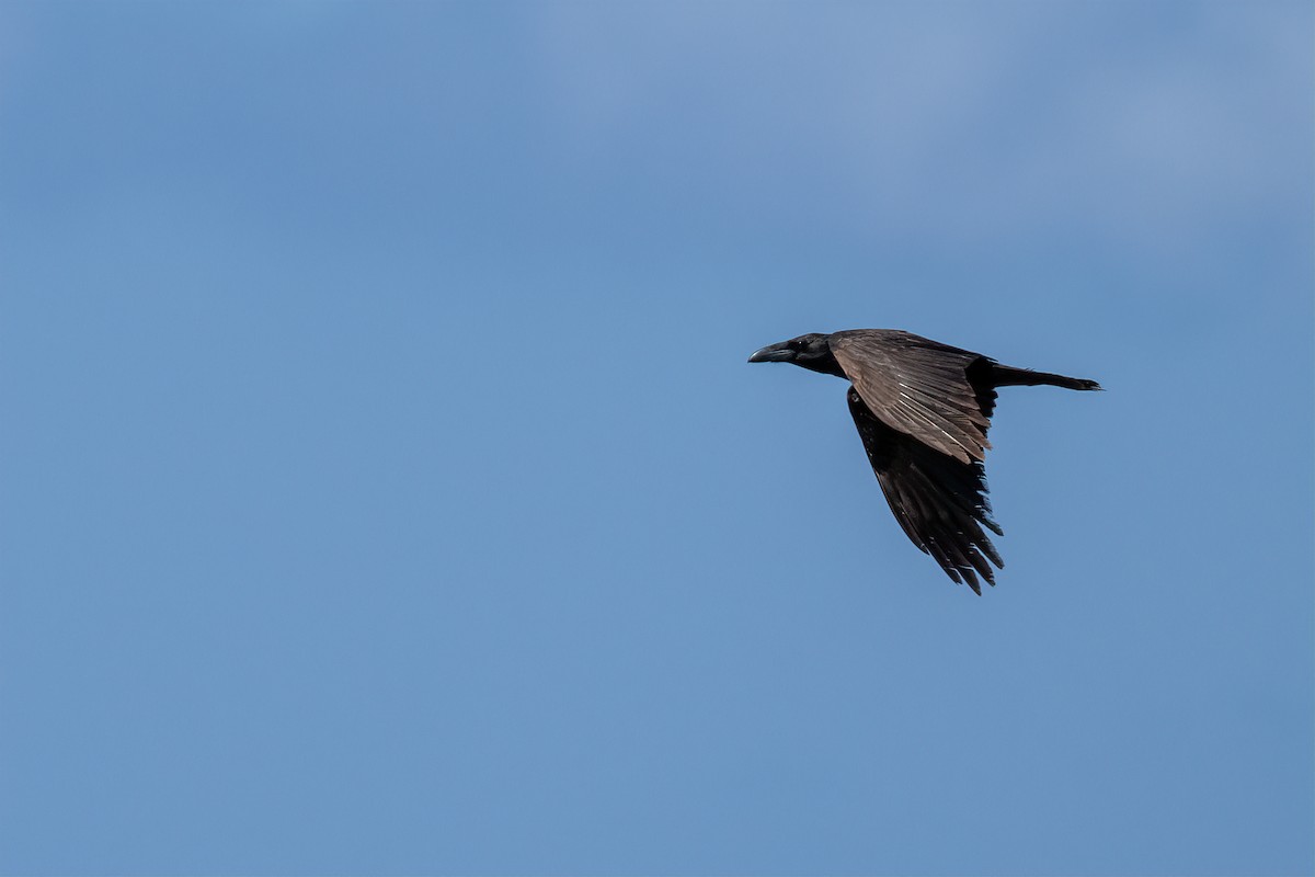 Common Raven - ML616105580