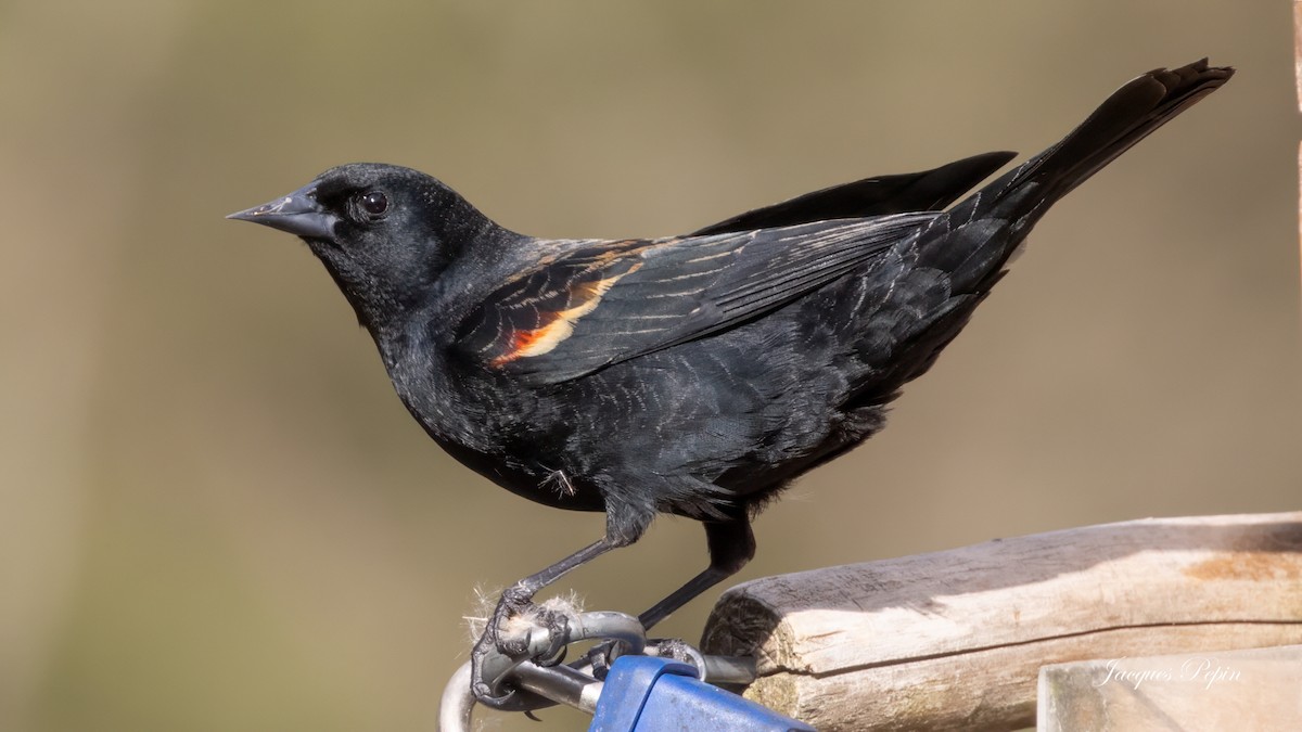 Red-winged Blackbird - ML616105589