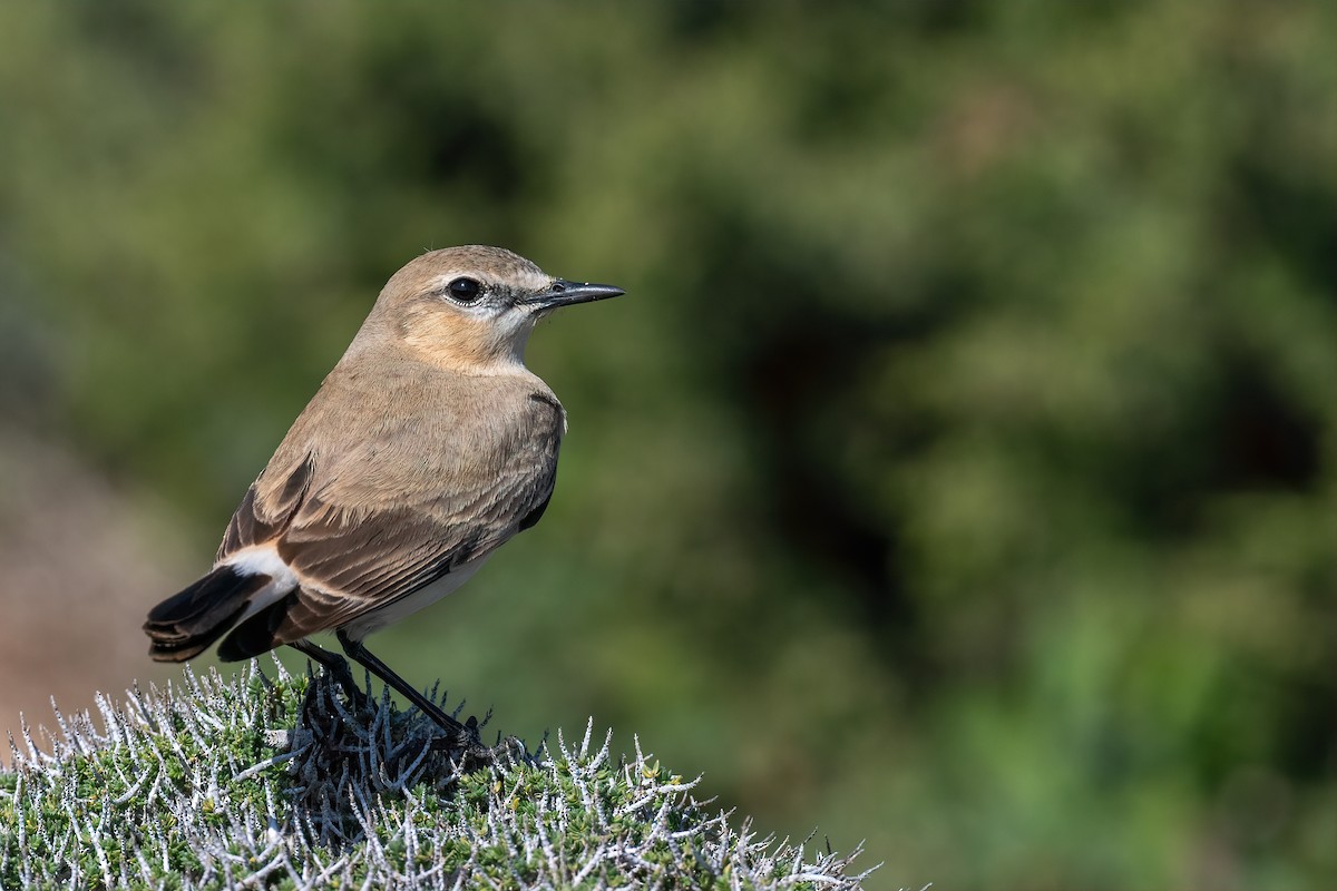 Isabelline Wheatear - ML616105591