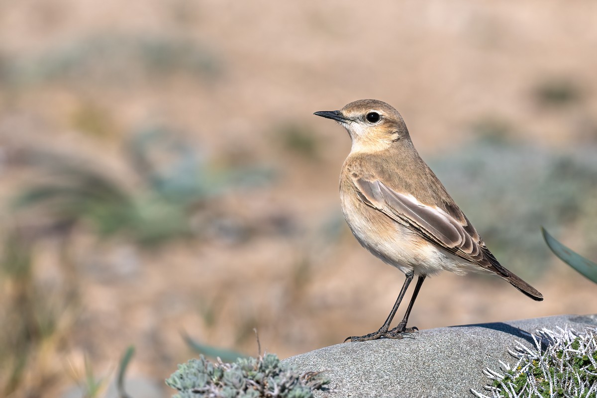 Isabelline Wheatear - ML616105592