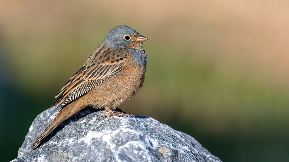 Cretzschmar's Bunting - ML616105602