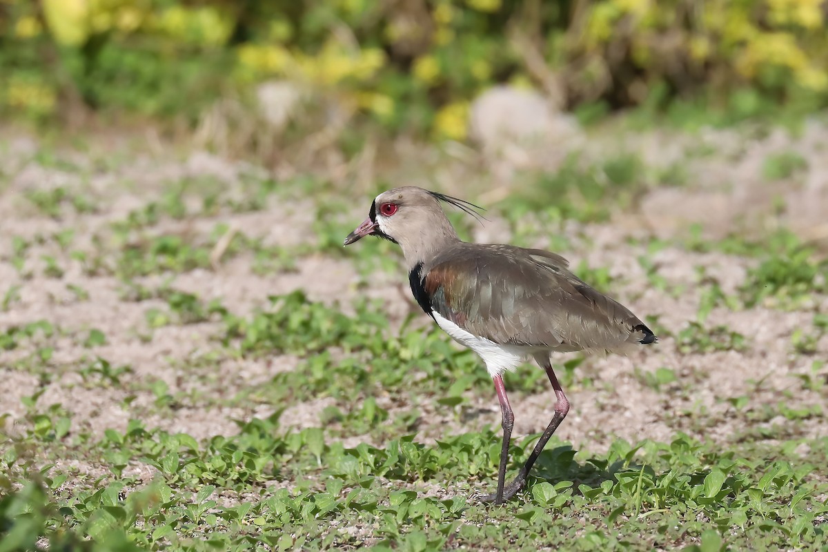 Southern Lapwing - ML616105726