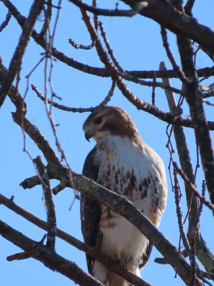 Rotschwanzbussard - ML616105745