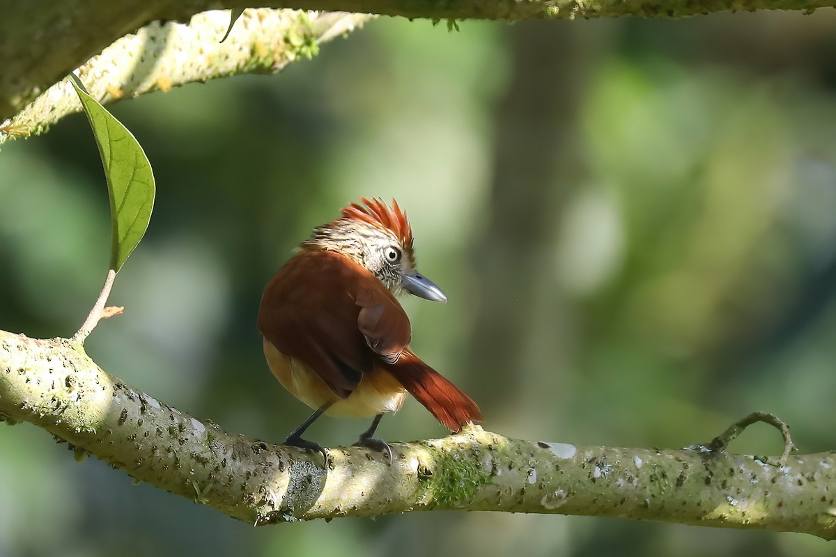 Barred Antshrike - ML616105749