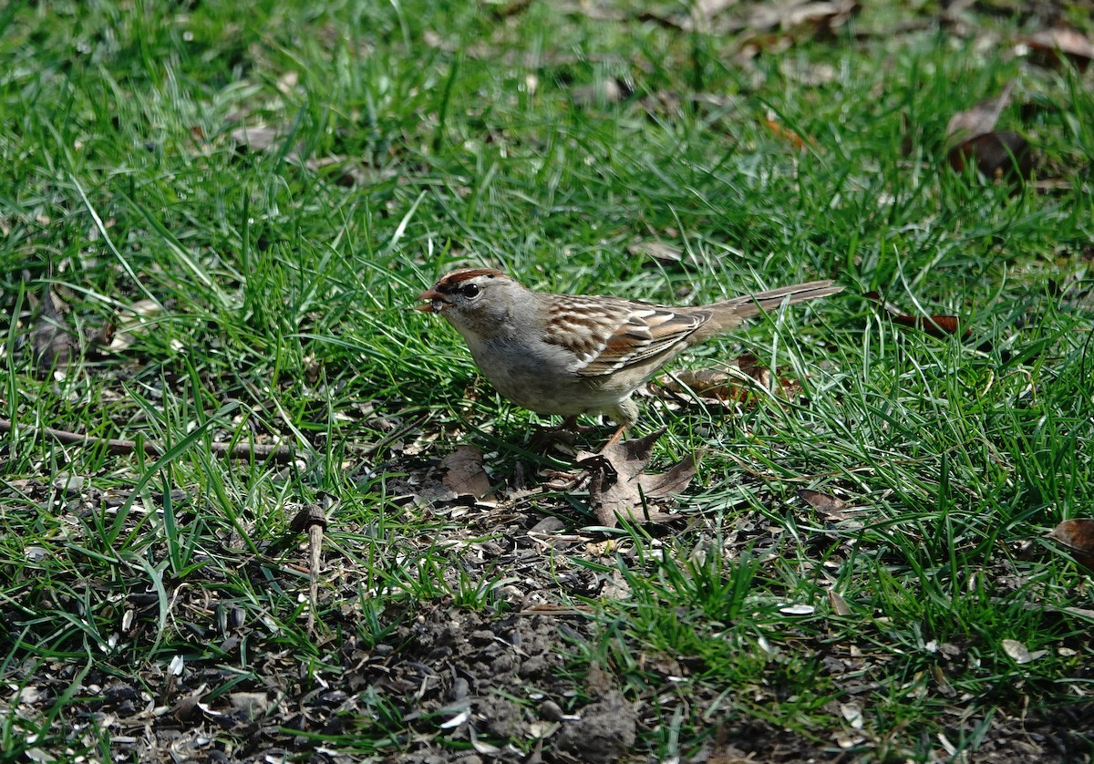 White-crowned Sparrow - Larry Theller