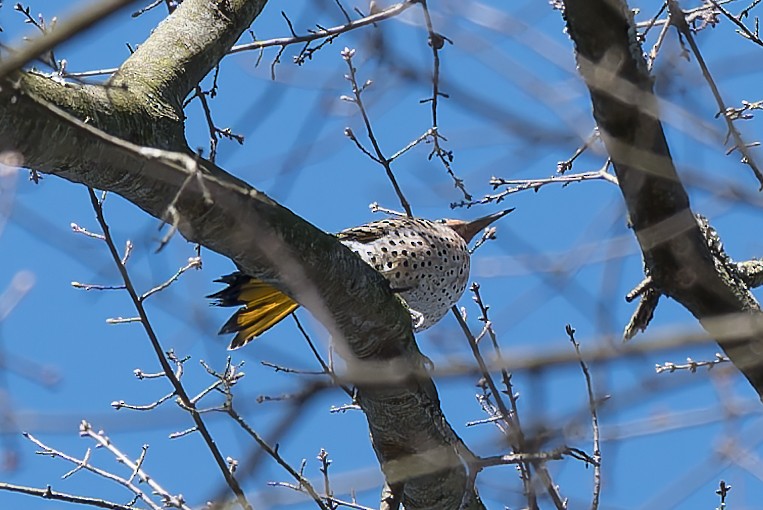 Northern Flicker - ML616105771