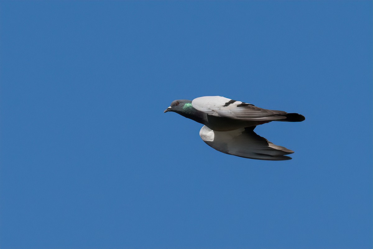 Rock Pigeon - ML616105791