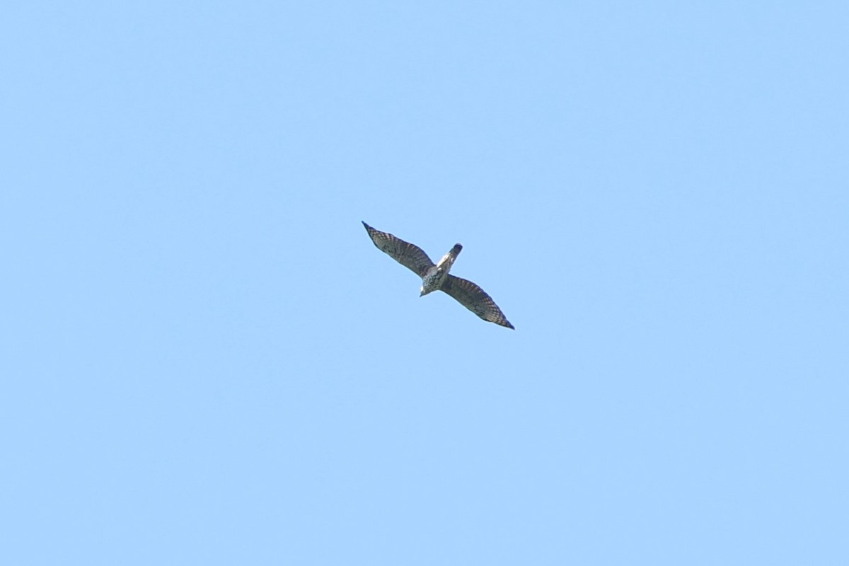 Changeable Hawk-Eagle - Fadzrun A.