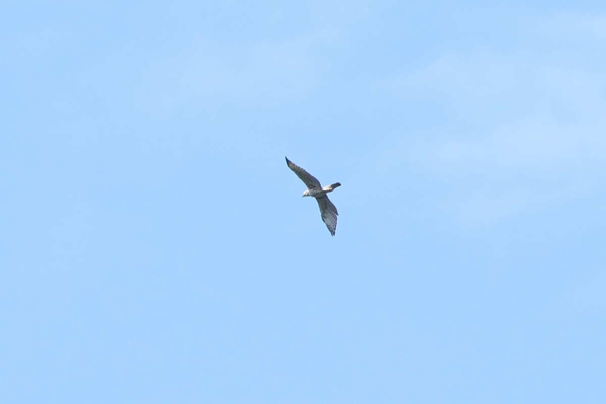 Changeable Hawk-Eagle - Fadzrun A.