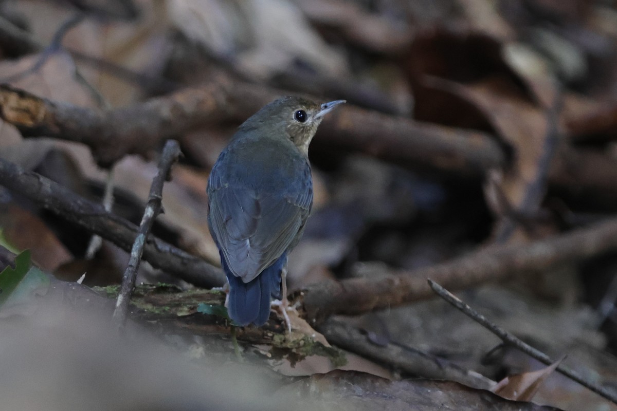 Siberian Blue Robin - Fadzrun A.