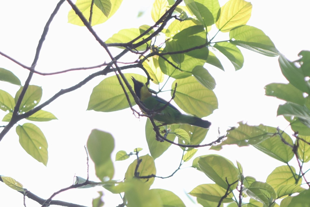 Blue-winged Leafbird - Fadzrun A.