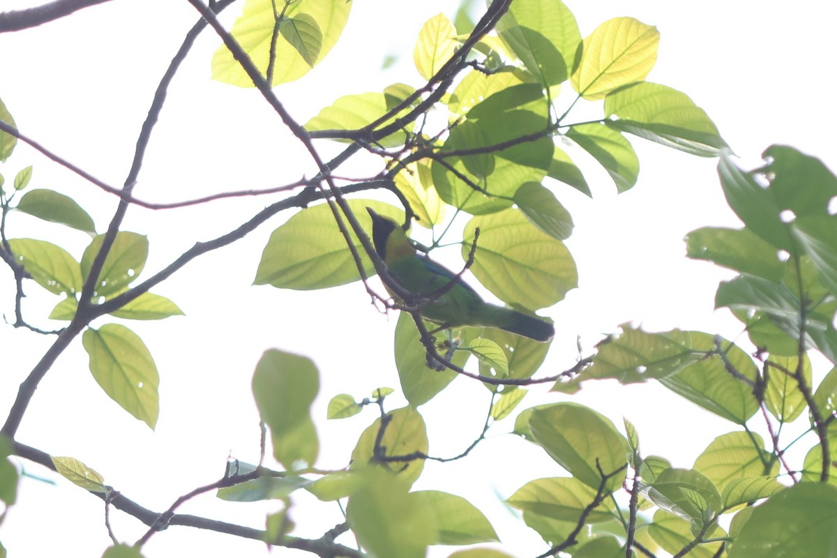 Blue-winged Leafbird - Fadzrun A.