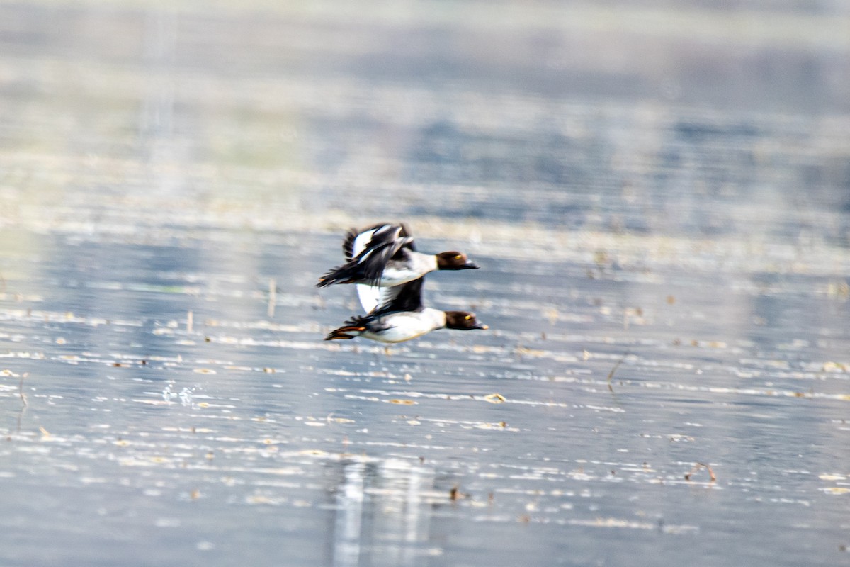עבראש ירוק - ML616105840