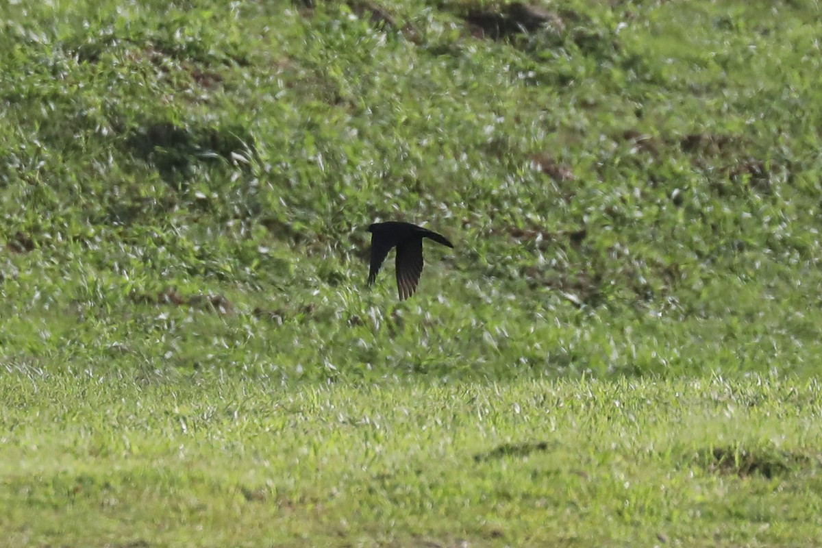 Giant Cowbird - ML616105889