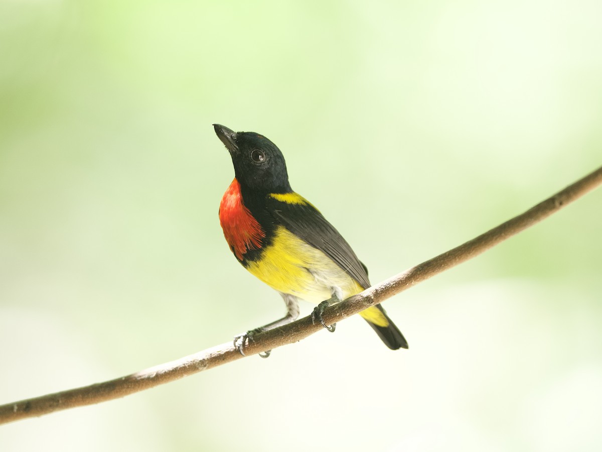 Scarlet-breasted Flowerpecker - Yingyod  Lapwong