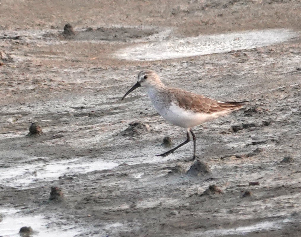 Curlew Sandpiper - ML616105950