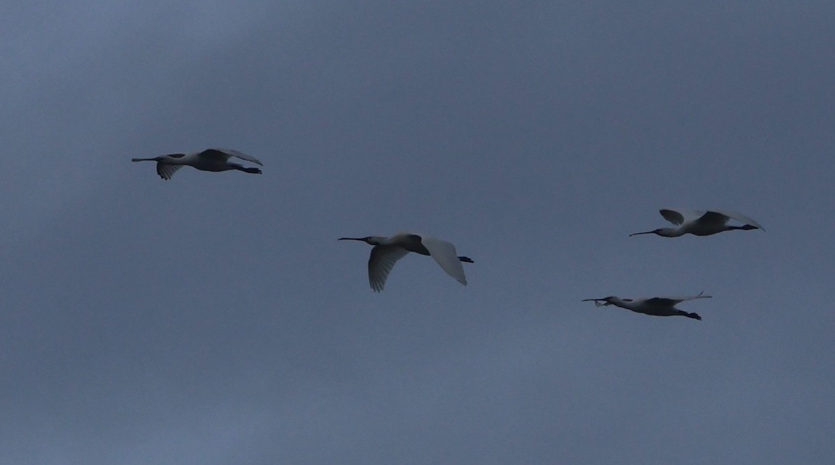 Eurasian Spoonbill - ML616105958