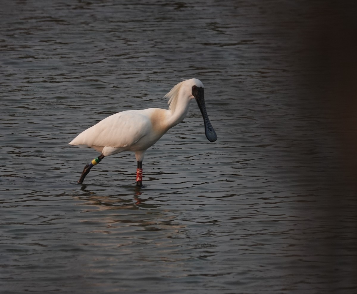 Black-faced Spoonbill - ML616105978