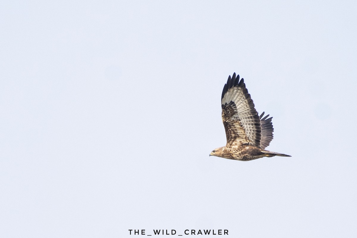 Common Buzzard - Abhijith s