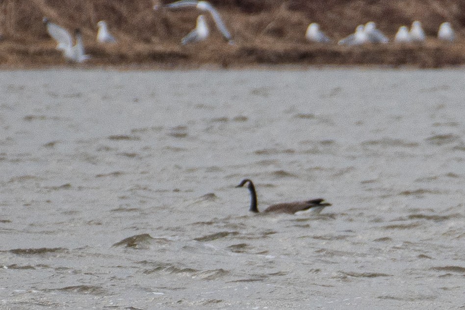 Canada Goose - ML616106025