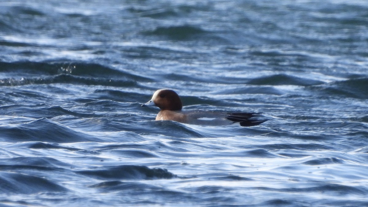 Eurasian Wigeon - Brandon Nooner